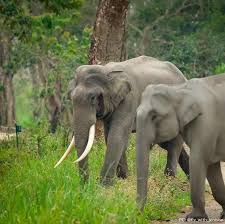 Operation team captures six elephants